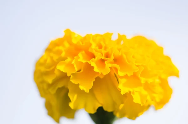 Nagietki lub tagetes erecta kwiat — Zdjęcie stockowe
