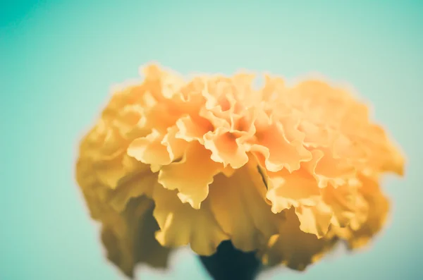 Tagetes of Afrikaantje erecta bloem vintage — Stockfoto