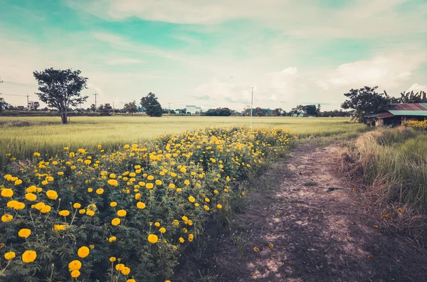 Marigolds veya tagetes erecta çiçek vintage — Stok fotoğraf