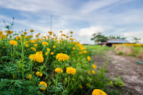 Marigolds eller Tagetes erecta blomst – stockfoto