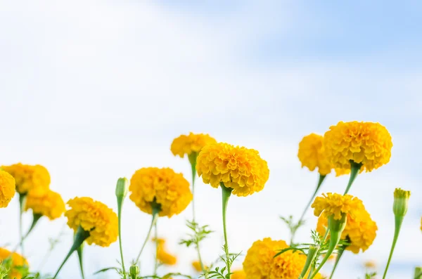 Marigolds ή tagetes erecta λουλούδι Εικόνα Αρχείου