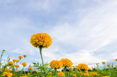 marigolds veya tagetes erecta çiçek
