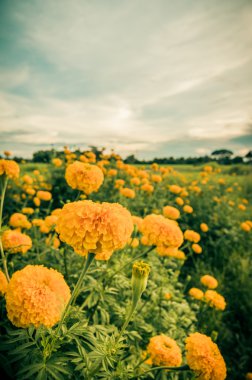 marigolds veya tagetes erecta çiçek vintage