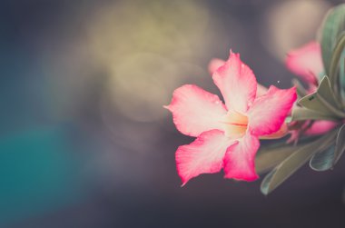çöl gülü veya Impala lily veya sahte açelya çiçek vintage
