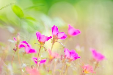 Ortak Semizotu veya Verdolaga veya Pigweed veya küçük Hogweed veya irin