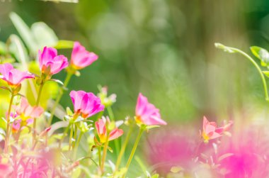 Ortak Semizotu veya Verdolaga veya Pigweed veya küçük Hogweed veya irin