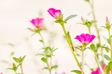 Ortak Semizotu veya Verdolaga veya Pigweed veya küçük Hogweed veya irin