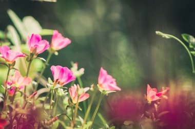 Ortak Semizotu veya Verdolaga veya Pigweed veya küçük Hogweed veya irin