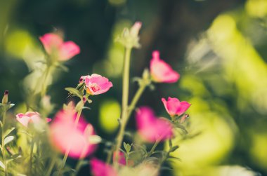 Ortak Semizotu veya Verdolaga veya Pigweed veya küçük Hogweed veya irin