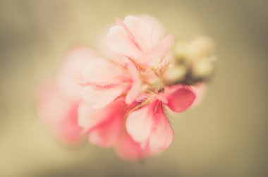 Pembe çiçek vintage