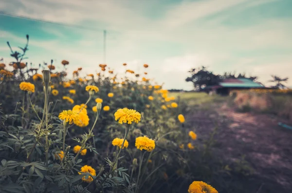 Caléndulas o Tagetes flor erecta vendimia —  Fotos de Stock