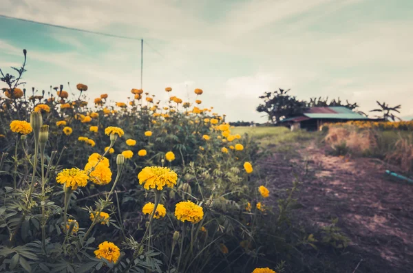 Calendule o Tagete erecta fiore vintage — Foto Stock