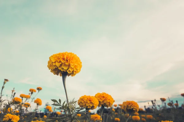 Měsíčky nebo tagetes erecta květinové vinobraní — Stock fotografie