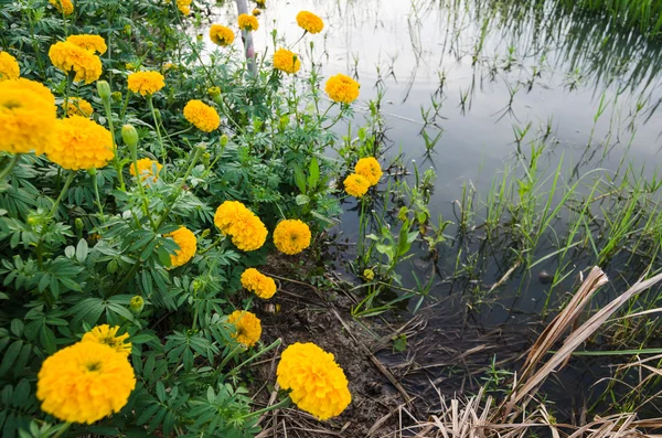 Marigolds veya tagetes erecta çiçek — Stok fotoğraf
