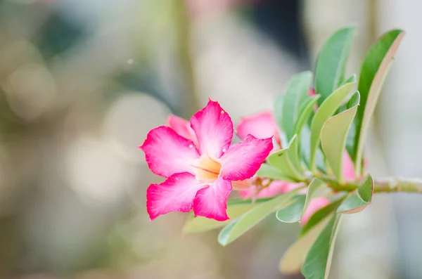 Pustynia rose lub impala lilia lub makiety kwiat azalii — Zdjęcie stockowe