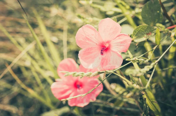 Fiore rosa — Foto Stock