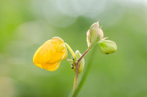 Flor amarela — Fotografia de Stock