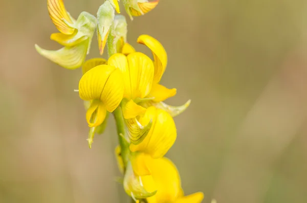 Yellow flower — Stock Photo, Image