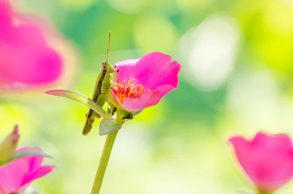 常见马齿苋或 Verdolaga 或藜草或小大猪草或脓 — 图库照片