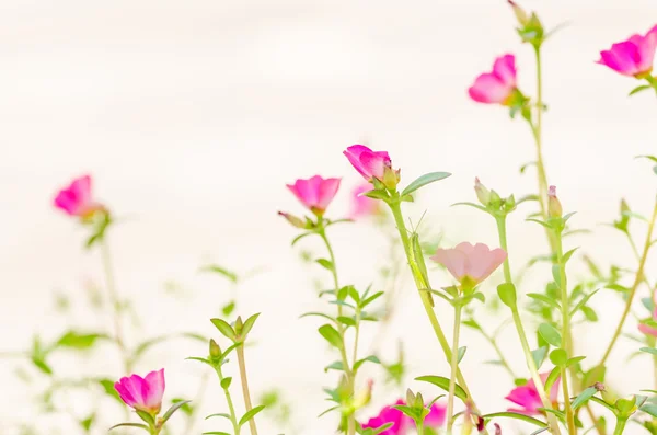 Purslane ou verdolaga ou asclépiade ou petite herbe à poux ou Pus — Photo