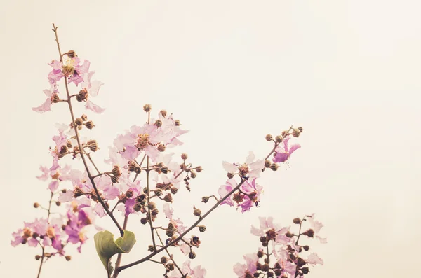 Pink flower vintage — Stock Photo, Image