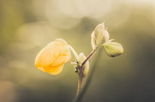 黄色的花复古 — 图库照片