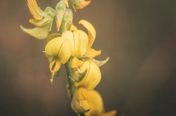 Yellow flower vintage — Stock Photo, Image