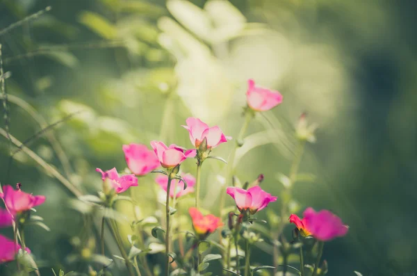 Purslane común o Verdolaga o Pigweed o Little Hogweed o Pus — Foto de Stock