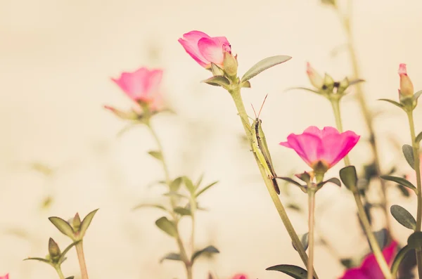 Common Purslane or Verdolaga or Pigweed or Little Hogweed or Pus — Stock Photo, Image