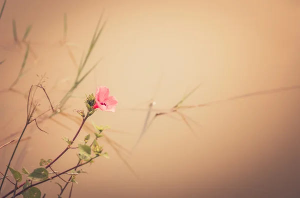 Ročník růžový květ — Stock fotografie