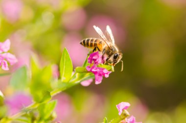 cuphea hyssopifolia veya false heather veya Meksika heather pembe veya 