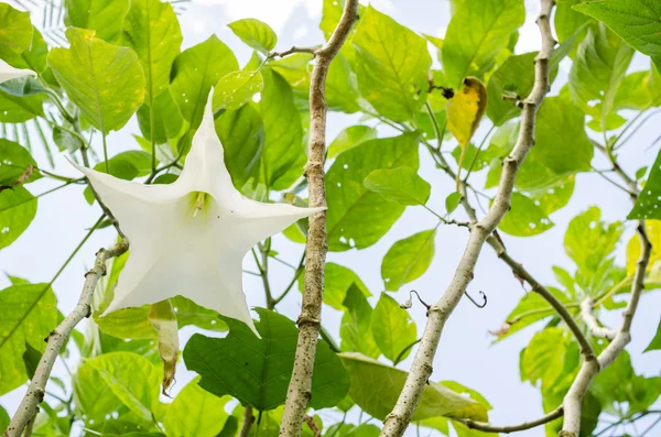 Flor branca de Brugmansia — Fotografia de Stock