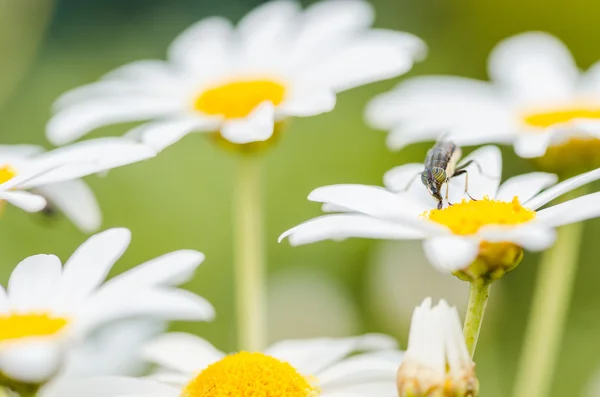 Белая маргаритка или Leucanthemum vulgare — стоковое фото