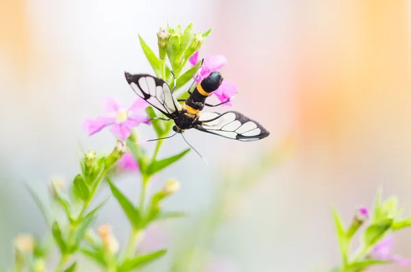 Rosa Cuphea hyssopifolia oder Falsche Heide oder Mexikanische Heide oder — Stockfoto