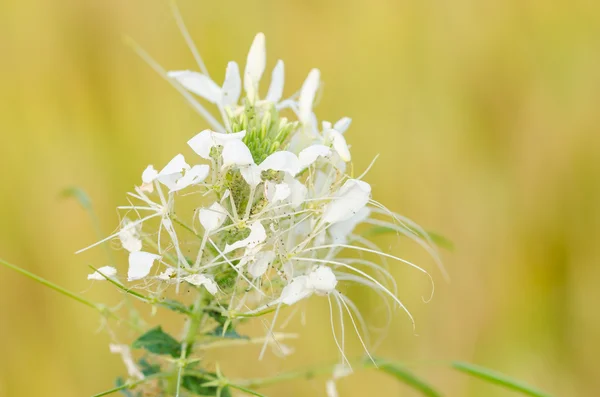 Cleome hassleriana eller spider blomma eller spindel växt — Stockfoto