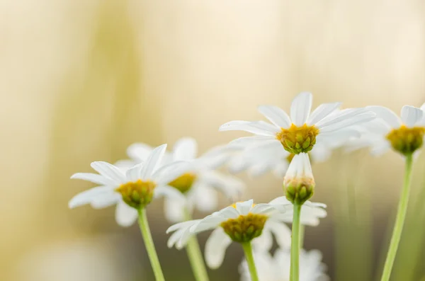 Vita daisy eller leucanthemum vulgare — Stockfoto