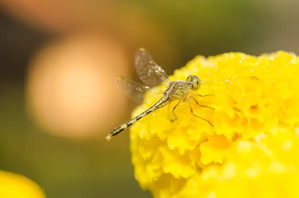 Soucis ou Tagetes erecta fleur et libellule — Photo