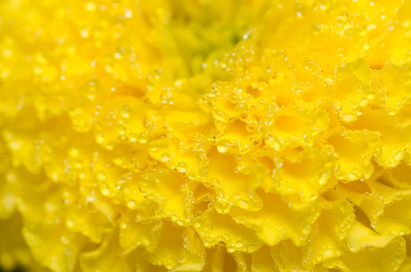 Marigolds ou Tagetes erecta flor e gotas de água — Fotografia de Stock