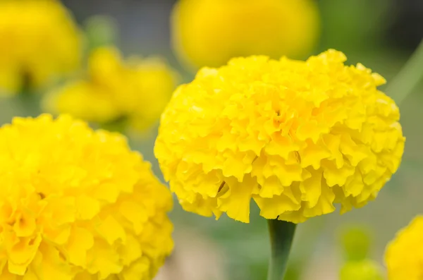 Marigolds ou Tagetes erecta flor Fotos De Bancos De Imagens