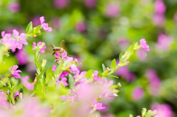 Cuphea rosa hissopifolia ou falsa urze ou urze mexicana ou Fotos De Bancos De Imagens