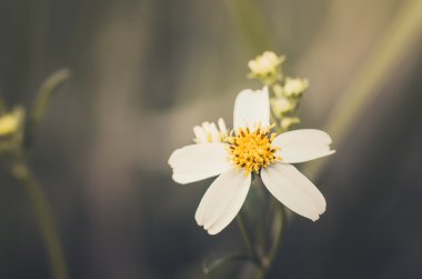 Beyaz papatya veya leucanthemum vulgare