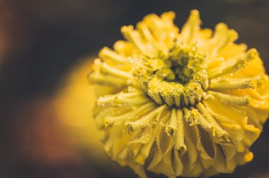 marigolds veya tagetes erecta çiçek ve su damlaları