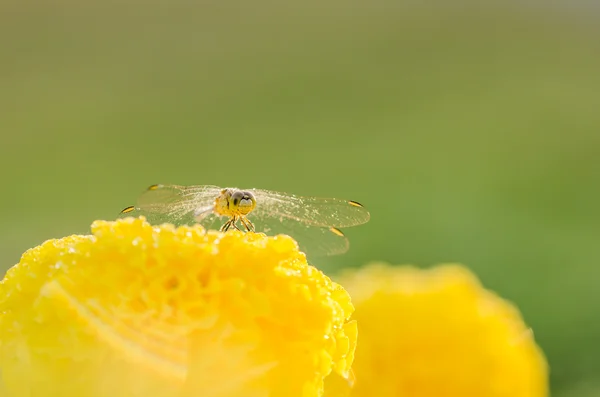 Caléndulas o Tagetes flor erecta y libélula —  Fotos de Stock