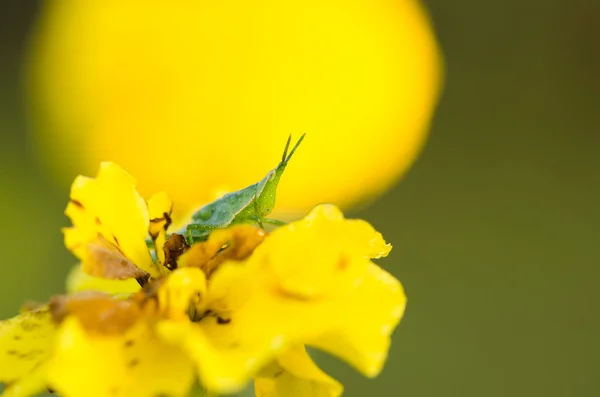 Marigolds ou Tagetes erecta flor e gafanhoto — Fotografia de Stock