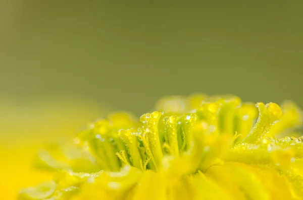 Marigolds veya tagetes erecta çiçek ve su damlaları — Stok fotoğraf