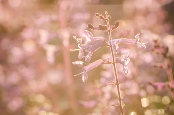 Fiore rosa — Foto Stock