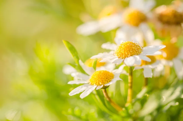 Biała Margerytka lub leucanthemum vulgare i woda spada — Zdjęcie stockowe