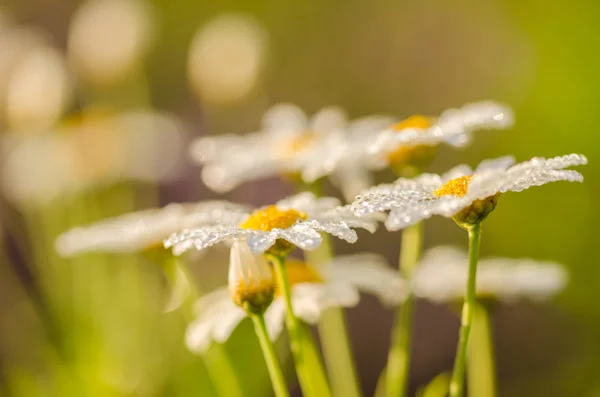 Witte margriet of leucanthemum vulgare en water druppels — Stockfoto