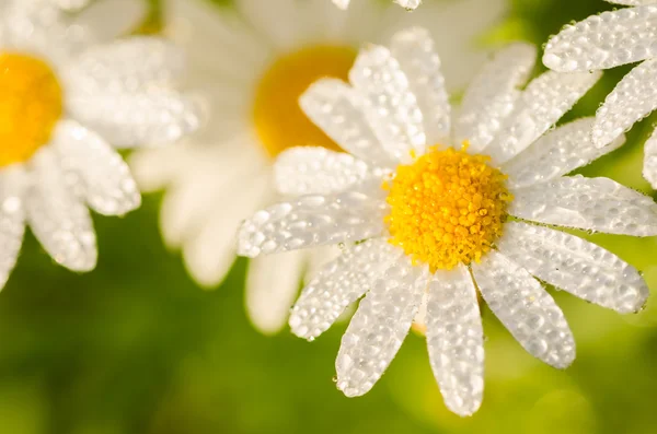 Белая маргаритка или Leucanthemum vulgare и капли воды — стоковое фото