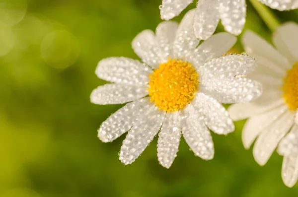 Vita daisy-leucanthemum vulgare och vatten droppar — Stockfoto